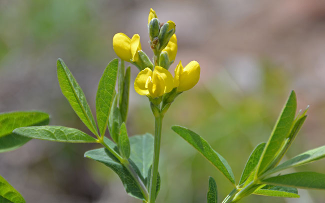 Thermopsis divaricarpa, Spreadfruit Goldenbanner